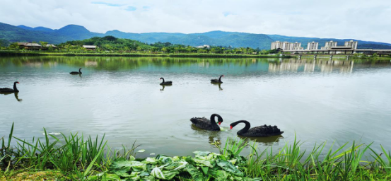 沧源佤族自治县新进萌宠驾到黑天鹅在葫芦湖公园安了家