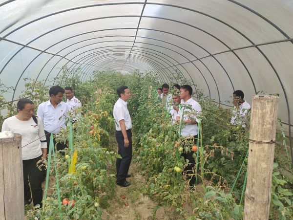 参观勐甘蔬菜种植大棚基地